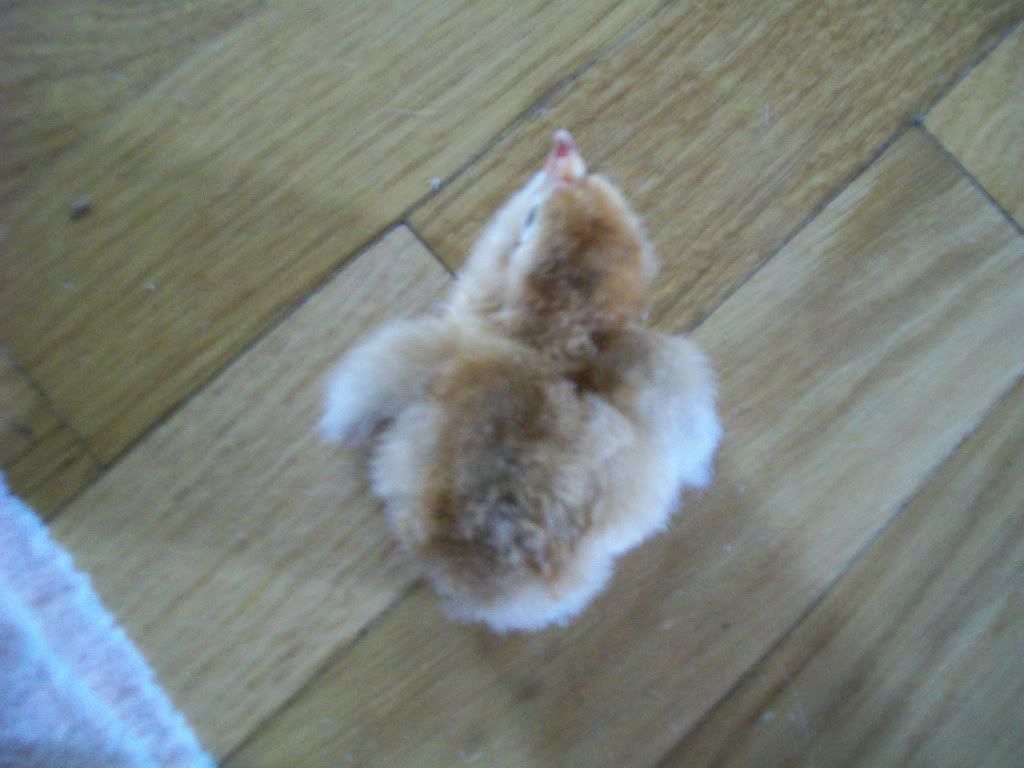 ChickPicks005.jpg