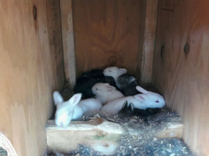 MammaIceSecondLitter2010.jpg