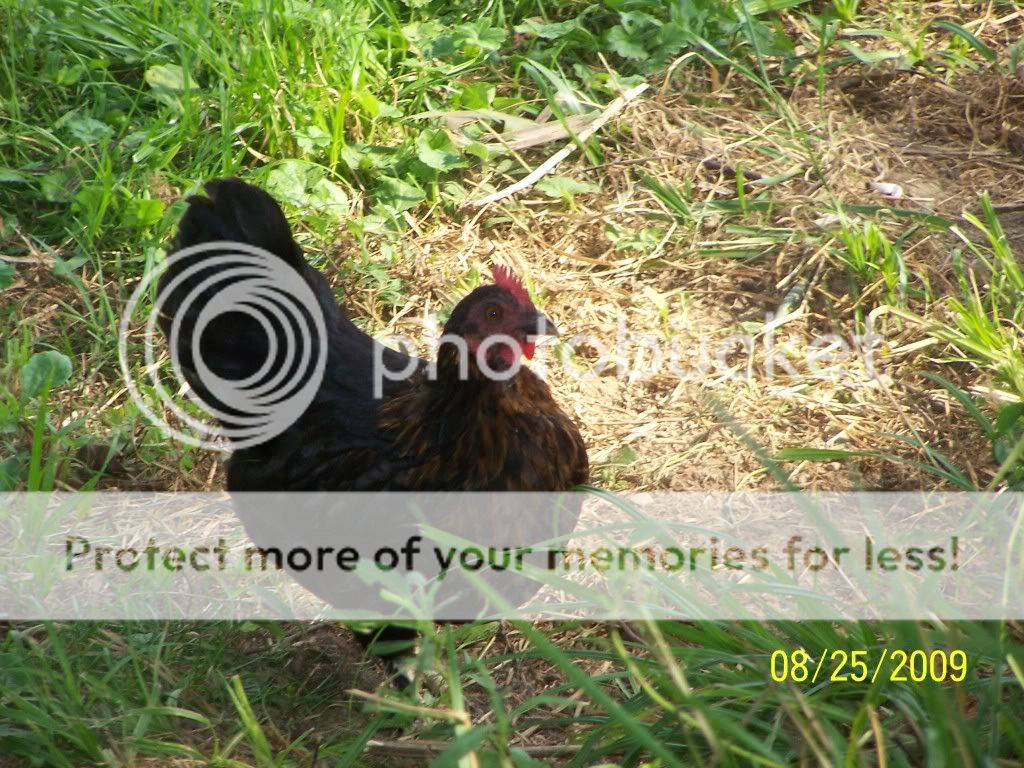 100_6592.jpg