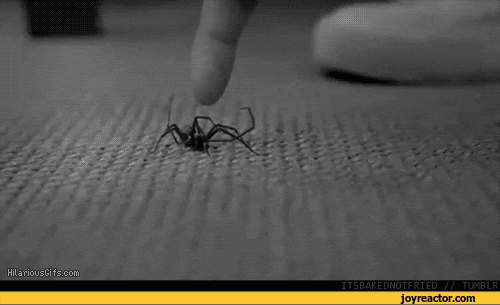 spider-gif-deleted-1014294.gif
