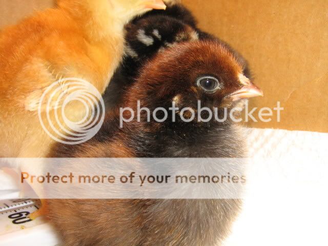 Chicks1stDay3-20-09018.jpg