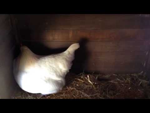 Pterodactyl eggs anyone?  BackYard Chickens - Learn How to Raise Chickens