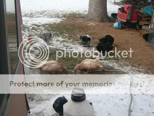 birdsinthesnow004.jpg