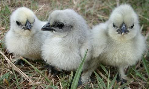 LavenderSilkies.jpg