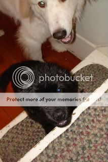 Fremendog.jpg