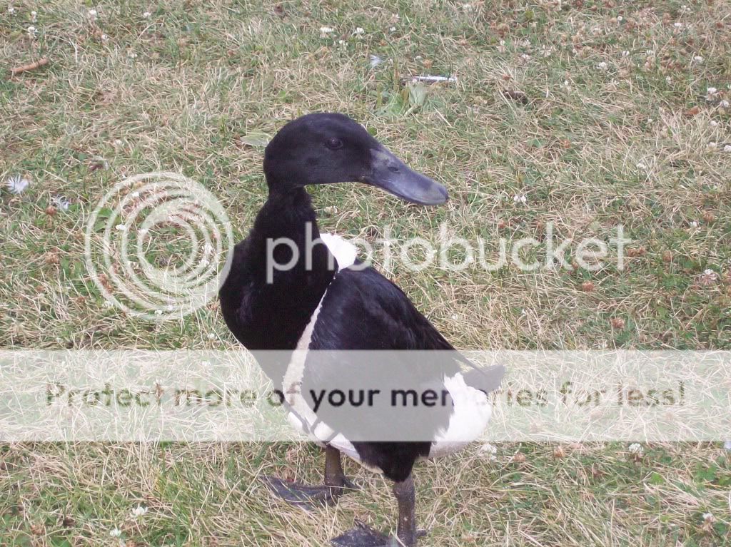 100_1061.jpg