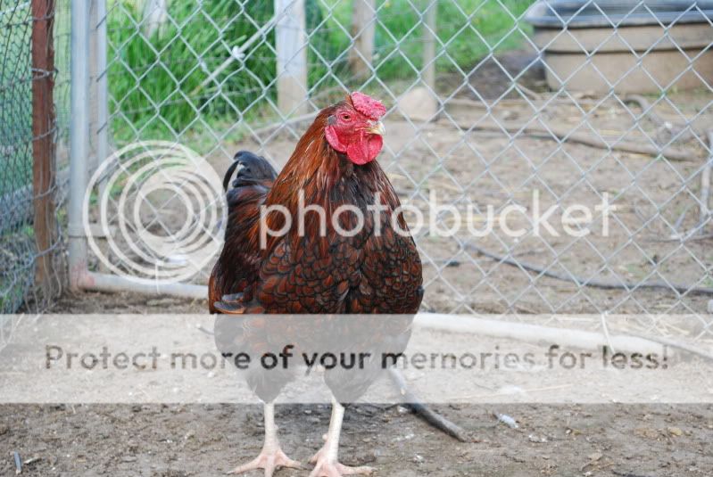 Horseshowchickensetc128.jpg