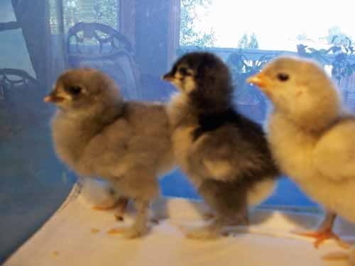 cochins1.jpg