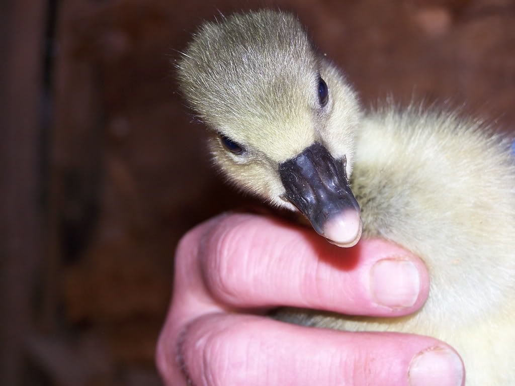 goslings030.jpg