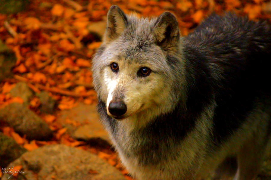 canadian_wolf_3_by_nordstjarna-d5in2p7.jpg