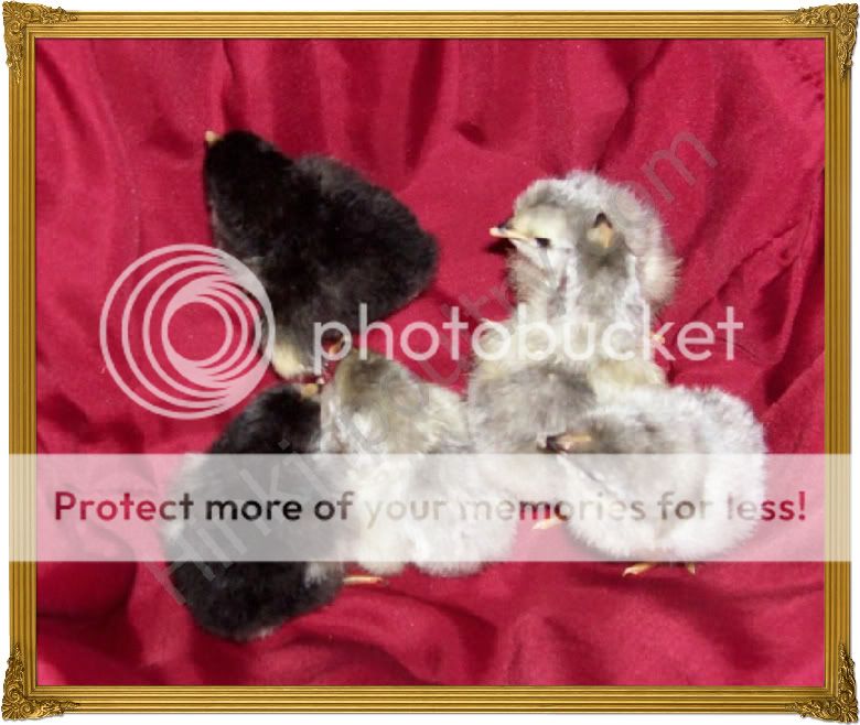 lavenderchicks009_final.jpg