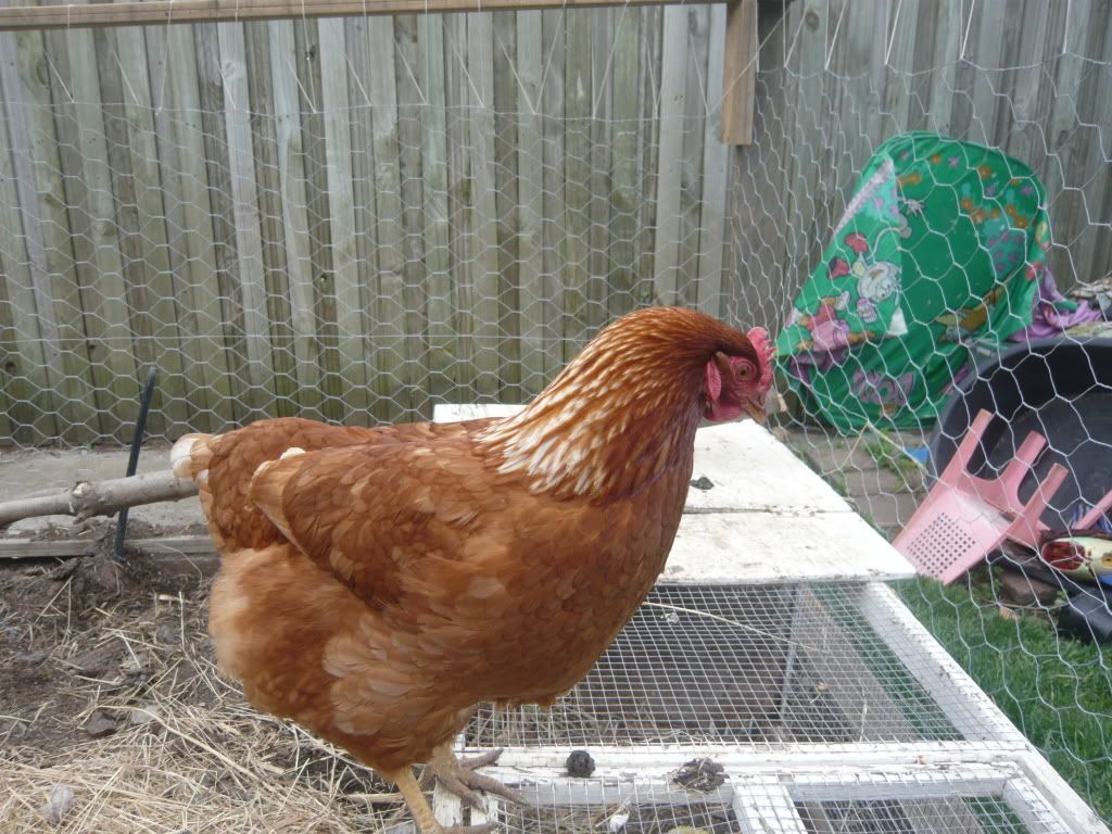 chickens9monthsold006.jpg