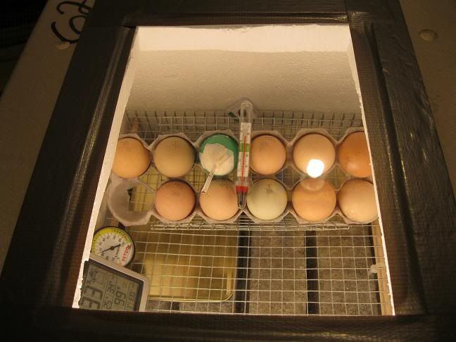 first-batch-eggs.jpg