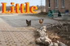LCRT_chooks_running.gif