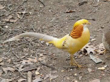 pheasantGoldS.jpg