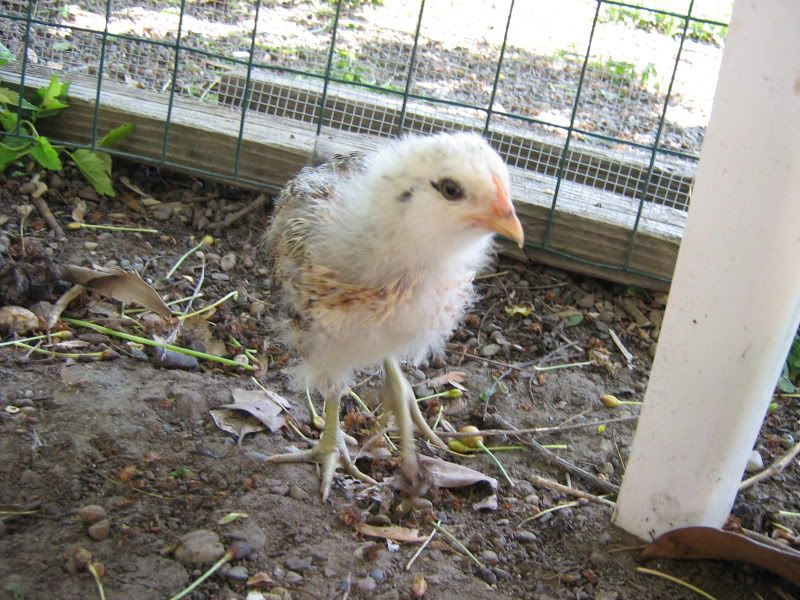 ChicksNewPictures050.jpg