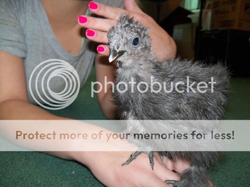 5weekchick015.jpg