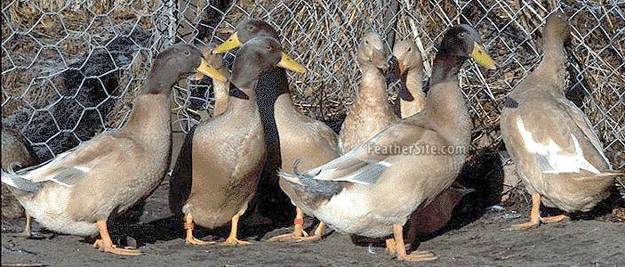 BuffDuckFlk.JPEG
