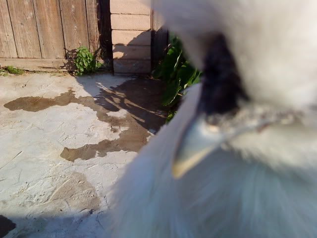 DSC01277.jpg