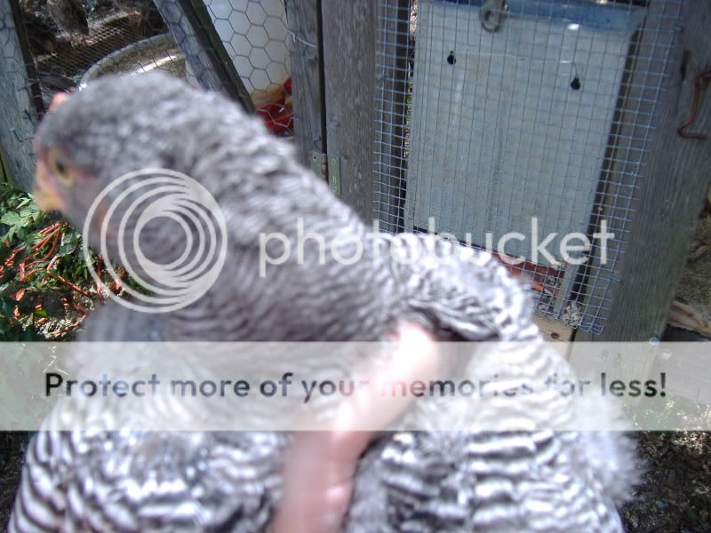 PoultryShows029.jpg