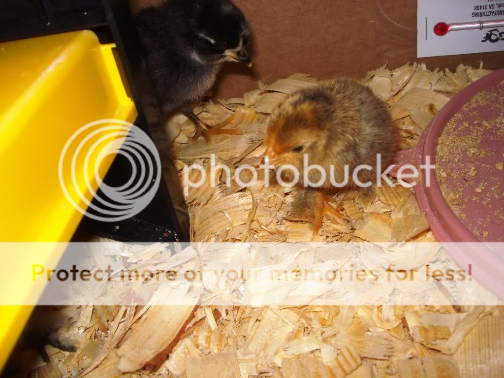 chicks015.jpg
