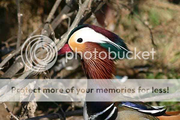 mandarin-drake2.jpg