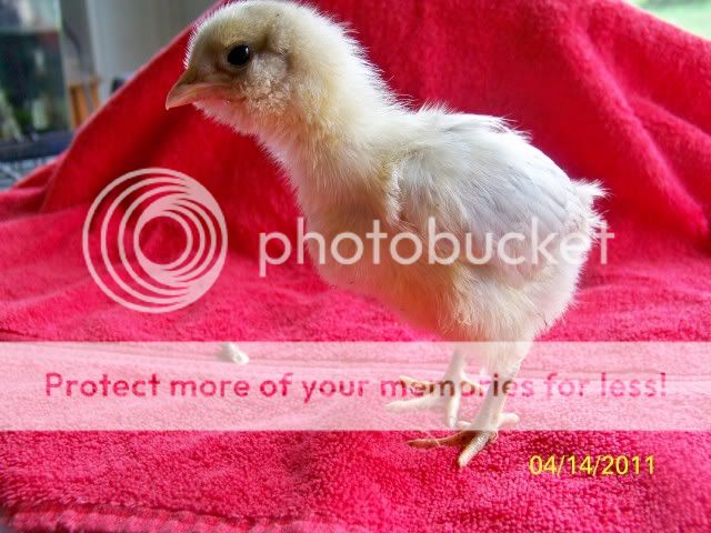 chicks005-1.jpg