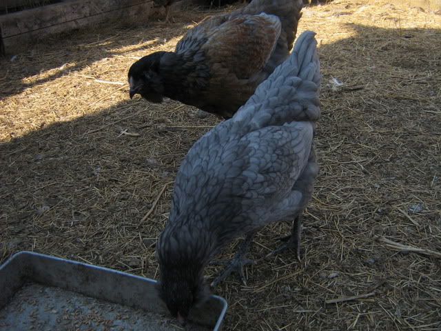 chickenpics2011588.jpg