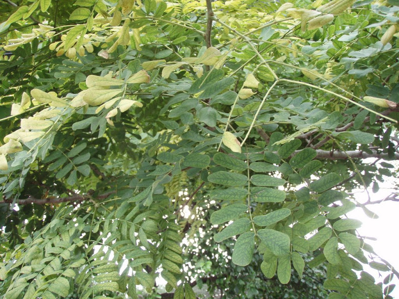 P1010009.JPG