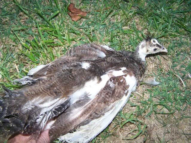 peachicks072.jpg