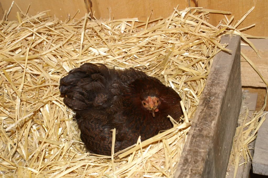 mychickens011-1.jpg