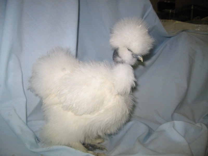 Augustsilkies064-1.jpg