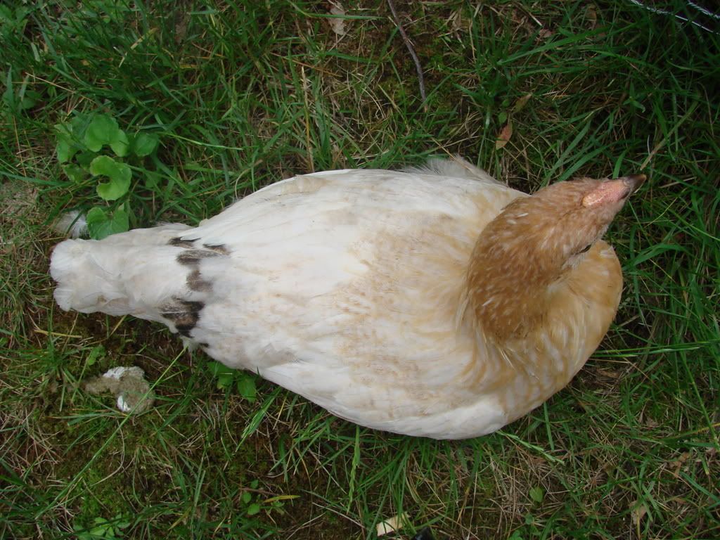 June_2007062.jpg