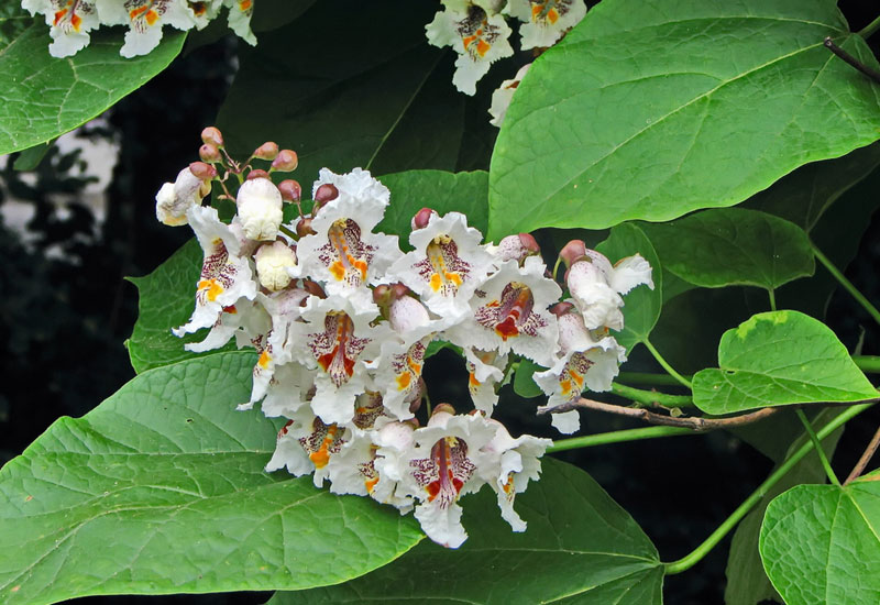 Catalpa-Tree.jpg