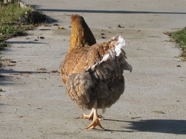 IMG_0099.jpg