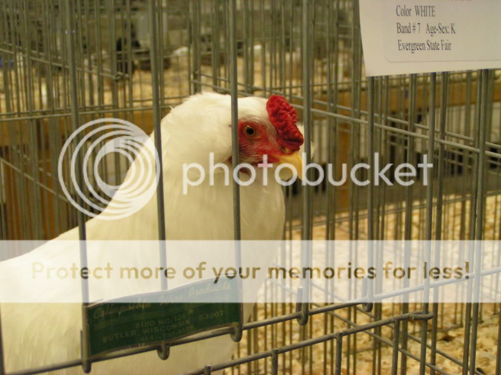 PICT0427.jpg