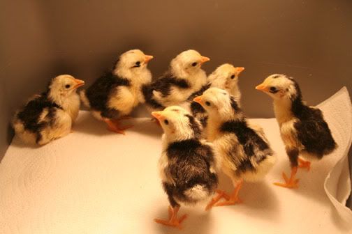 Exchequer_LeghornChicksgroup022408.jpg