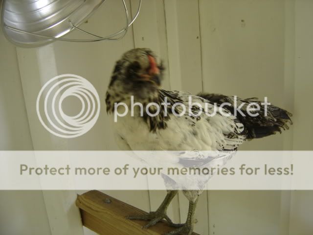 chickseat031.jpg