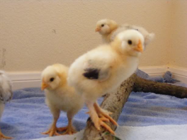 Chicks100709004.jpg