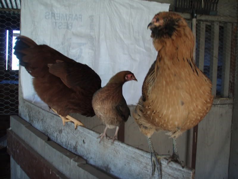 chickens1-3.jpg