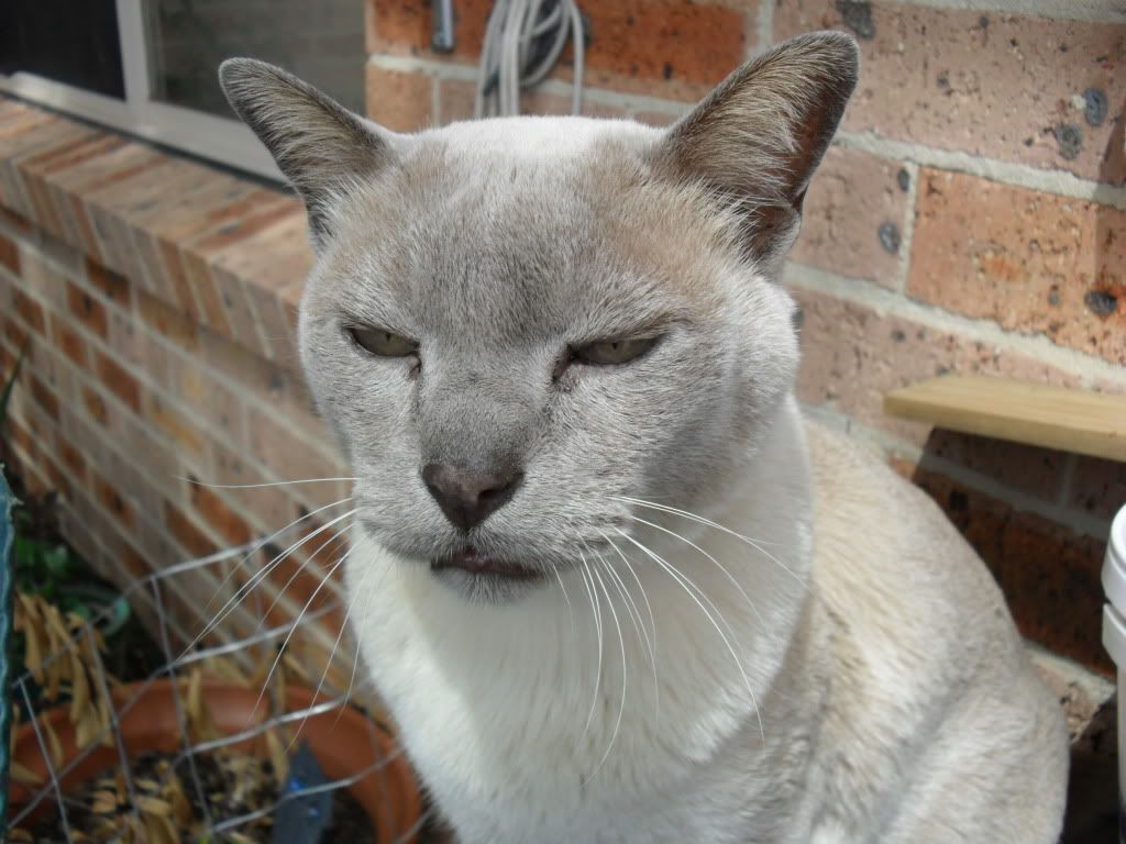 mrkitty003.jpg