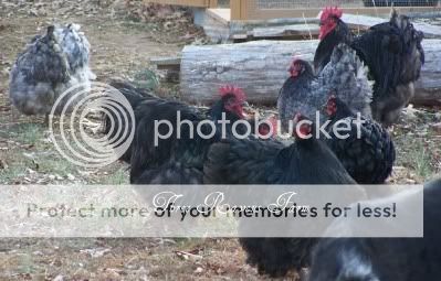 Chickens01-20-2011.jpg