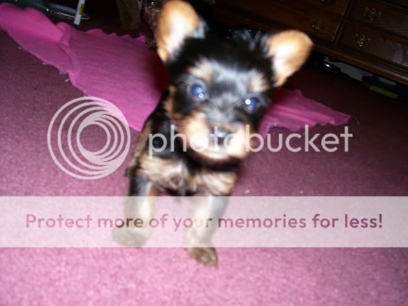 Puppies004.jpg