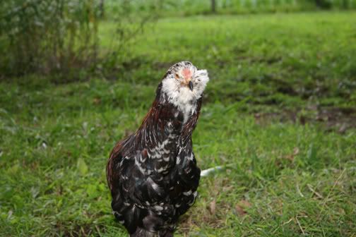 flock4.jpg