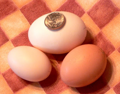 big+egg+for+web.jpg