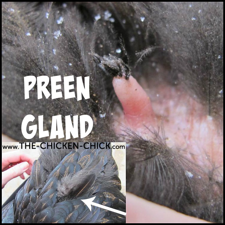 Preen%2Bgland.jpg