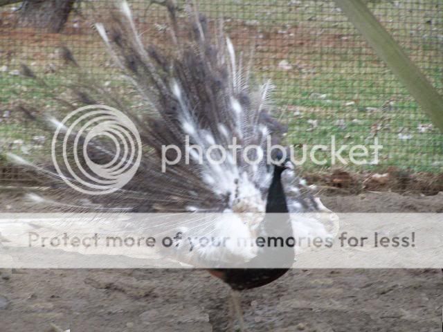 peafowl019-1.jpg