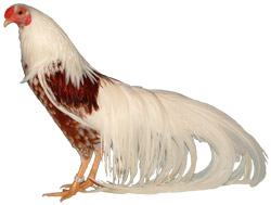 Yokohama Chickens