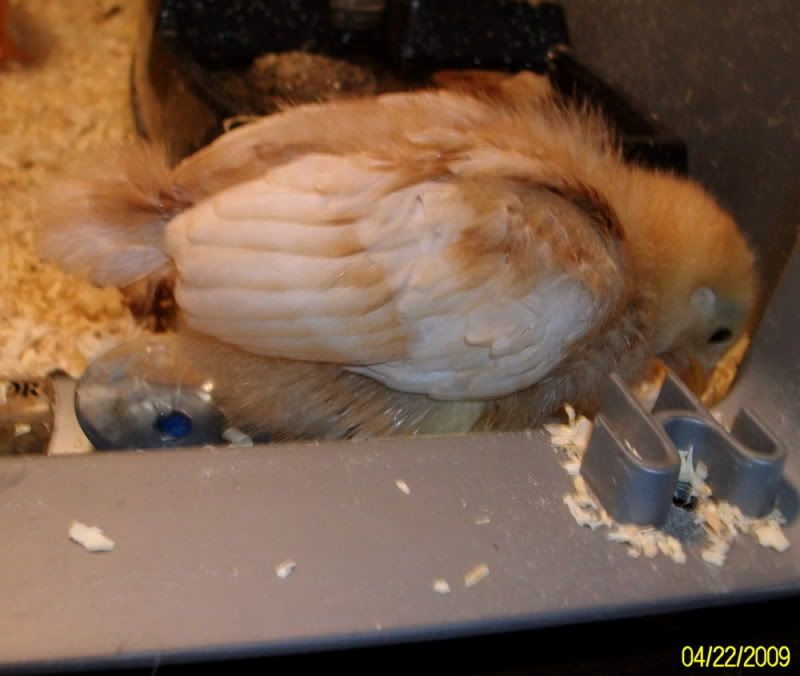 chicksday10001.jpg