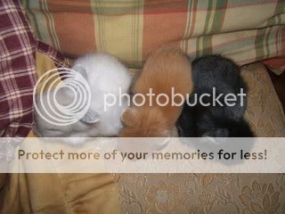 Rabbits027.jpg